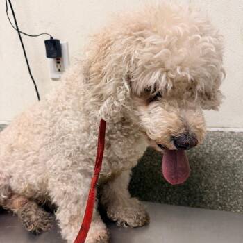 Unknown -  Poodle Dog for Adoption in San Gabriel, California - Unknown | PetCurious