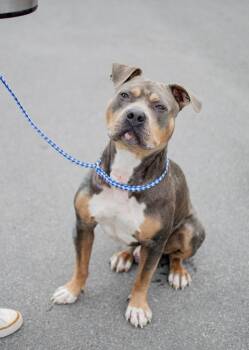 Jerry -  Pit Bull Terrier and Staffordshire Bull Terrier Dog for Adoption in Frankfort, New York - Jerry | PetCurious