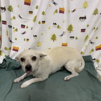 BOOCH -  Chihuahua Dog for Adoption in Modesto, California - BOOCH | PetCurious
