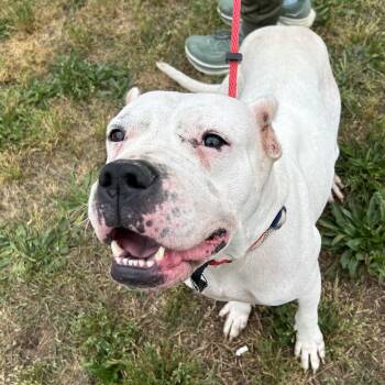 Dogo Argentino Dogs Available for Adoption in Columbia, South Carolina - Love Shack | PetCurious