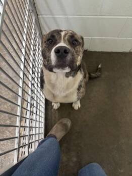 keenan -  Mixed Breed Dog for Adoption in Columbus, Indiana - Keenan | PetCurious