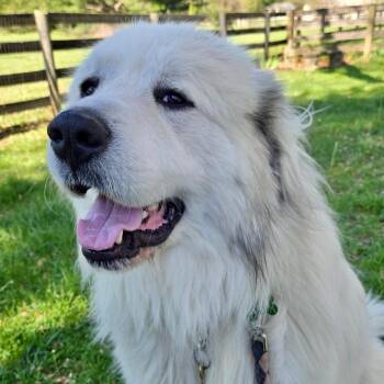 SOLOMON -  Great Pyrenees Dog for Adoption in Louisville, Kentucky - SOLOMON | PetCurious