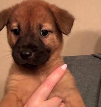 BELL -  Chow Chow Dog for Adoption in San Antonio, Texas - BELL | PetCurious