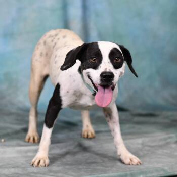 Callie -  American Bulldog Dog for Adoption in Defuniak Springs, Florida - Callie | PetCurious