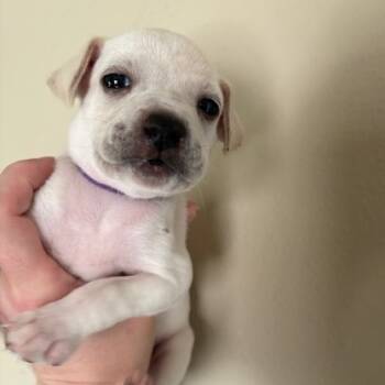 Rescue Chihuahua Dogs for Adoption in Park Row, Texas - Pippa | PetCurious