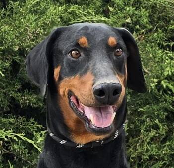 Doberman Pinscher Dogs Available for Adoption in North Valley, New Mexico - Unforgettable Mr Uzu ~ Exceptional ! | PetCurious