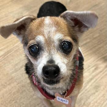 Gidget 14310 -  Chihuahua Dog for Adoption in San Francisco, California - Gidget 14310 | PetCurious