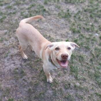 Clementine -  Mixed Breed Dog Available for Adoption in Bismarck, North Dakota - Clementine | PetCurious