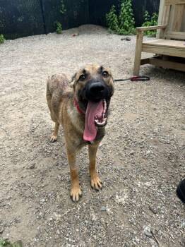Shepherd Dogs Available for Adoption in Elmsford, New York - Jackie - Available 6/4 | PetCurious