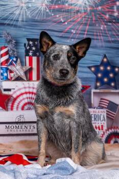 Scout -  Australian Cattle Dog Blue Heeler Dog for Adoption - Scout | PetCurious