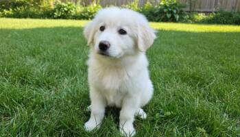 Matilda -  Great Pyrenees Dog for Adoption in Midway, Utah - Matilda | PetCurious