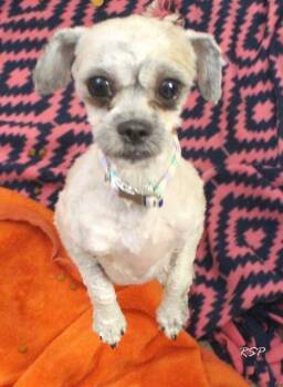 Maltese Dogs Available for Adoption - MUFFIN | PetCurious