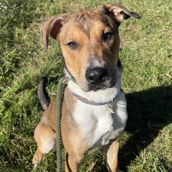Laker -  Mixed Breed Dog for Adoption in Allegan, Michigan - Laker | PetCurious