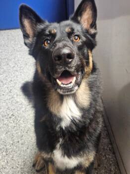 Vuko -  German Shepherd Dog Dog for Adoption in Hoffman Estates, Illinois - Vuko | PetCurious