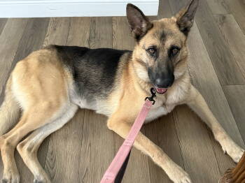 Rescue German Shepherd Dog Dogs for Adoption in Pompano Beach, Florida - Kira | PetCurious