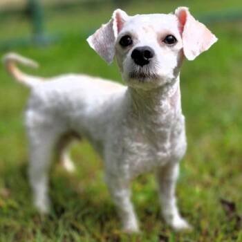Mylo -  Bichon Frise Dog for Adoption in Michigan City, Indiana - Mylo | PetCurious