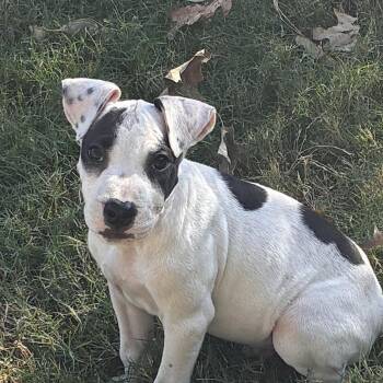 Bruce -  Jack Russell Terrier and Whippet Dog for Adoption - Bruce | PetCurious