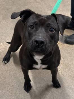 Rescue Labrador Retriever Dogs for Adoption in Cleveland, Ohio - Jellybean | PetCurious