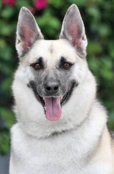 Belle von Itzstedt -  German Shepherd Dog Dog for Adoption in Los Angeles, California - Belle Von Itzstedt | PetCurious
