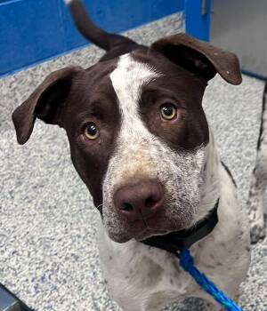 Canela -  Pit Bull Terrier and Australian Cattle Dog Blue Heeler Dog for Adoption in Golden, Colorado - Canela | PetCurious