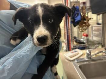 Mixed Breed Dogs Available for Adoption - MIRABEL | PetCurious