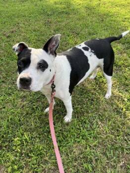 Cowgirl -  Pit Bull Terrier and Mixed Breed Dog for Adoption in Kansas City, Missouri - Cowgirl | PetCurious