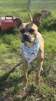 Pit Bull Terrier and Mixed Breed Dogs Available for Adoption - TOOKA | PetCurious