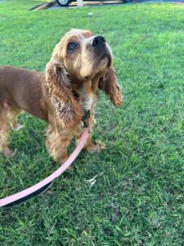 Sherrie -  Cocker Spaniel Dog for Adoption in Austin, Texas - Sherrie | PetCurious