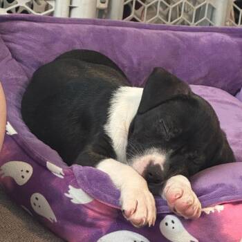 Kyli -  Mixed Breed Dog for Adoption in Indianapolis, Indiana - Kyli | PetCurious