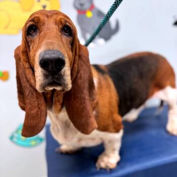 Daisy -  Basset Hound Dog for Adoption in Lebanon, Missouri - Daisy | PetCurious