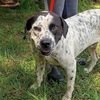 Salmon -  English Bulldog and Mixed Breed Dog for Adoption in Clanton, Alabama - Salmon | PetCurious