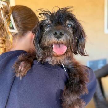 Boots Blanchard -  Maltese Dog for Adoption in Ramona, California - Boots Blanchard | PetCurious