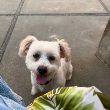 Maltipoo and Miniature Poodle Dogs Available for Adoption in San Francisco, California - Annie | PetCurious