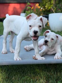 Beedle -  Boxer Dog for Adoption in Princeton, Massachusetts - Beedle | PetCurious