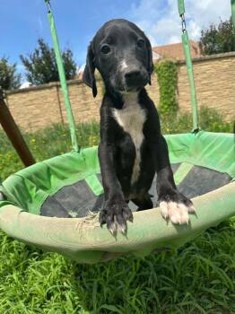 Susie (Erin-fostered in TN) -  Hound and Black Labrador Retriever Dog Available for Adoption in Brighton, Tennessee - Susie (Erin-fostered In TN) | PetCurious