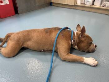 Casper -  Mixed Breed Dog for Adoption - Casper | PetCurious