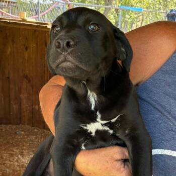 Mixed Breed Dogs Available for Adoption in Williston, Florida - Ann | PetCurious