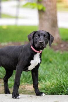 Labrador Retriever and Mixed Breed Dogs Available for Adoption in Belleville, Illinois - CINDER | PetCurious