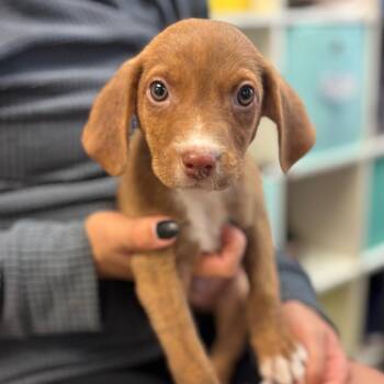 Edward -  Mixed Breed Dog for Adoption in Springboro, Ohio - Edward | PetCurious