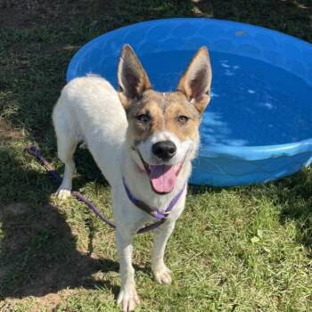 Florabell -  Mixed Breed Dog for Adoption in Chattanooga, Tennessee - Florabell | PetCurious