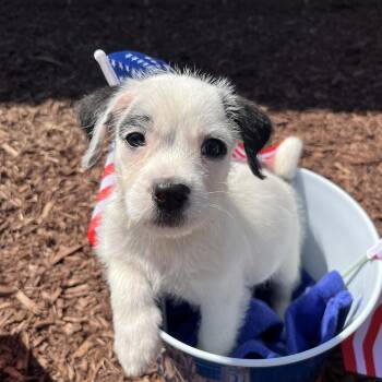 Sparkler -  Terrier Dog for Adoption in Salisbury, North Carolina - Sparkler | PetCurious