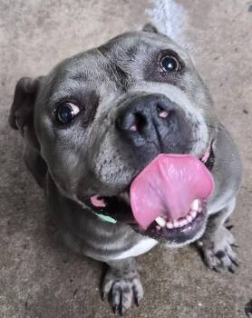 Frog -  Staffordshire Bull Terrier Dog for Adoption in Saint Clairsville, Ohio - Frog | PetCurious