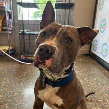 Sawyer -  Pit Bull Terrier Dog for Adoption in Louisville, Kentucky - Sawyer | PetCurious