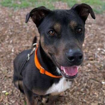 Waldo -  Australian Kelpie and Pit Bull Terrier Dog for Adoption in Center Point, Texas - Waldo | PetCurious