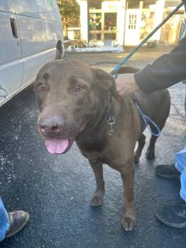 Labrador Retriever Dogs Available for Adoption - Duke | PetCurious