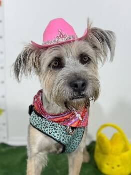 Giant Schnauzer and Border Terrier Dogs Available for Adoption in Carlsbad, California - Lucy | PetCurious