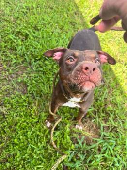 Sunshine -  Mixed Breed Dog for Adoption in Scott, Louisiana - Sunshine | PetCurious