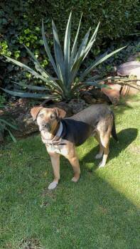 DORITO -  Shepherd and Labrador Retriever Dog Available for Adoption in Langley Township, British Columbia - DORITO | PetCurious