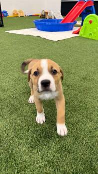 Fifer -  American Bully and Pit Bull Terrier Dog for Adoption in Phoenix, Arizona - Fifer | PetCurious