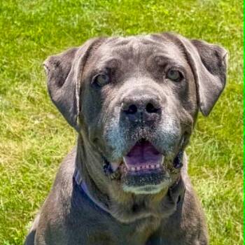 Maggie -  Cane Corso Dog for Adoption in Spencer, Indiana - Maggie | PetCurious